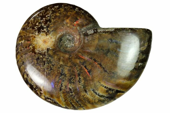 Red Flash Ammonite Fossil - Madagascar #151710